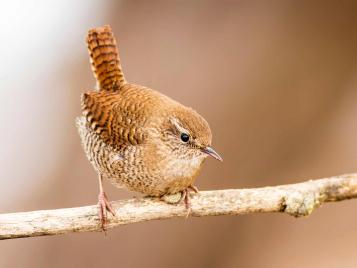 19 common British birds in your garden