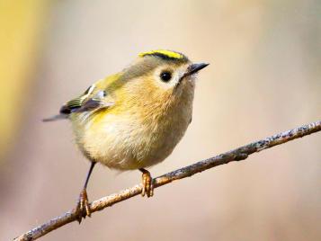 19 common British birds in your garden