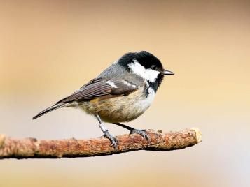 19 common British birds in your garden