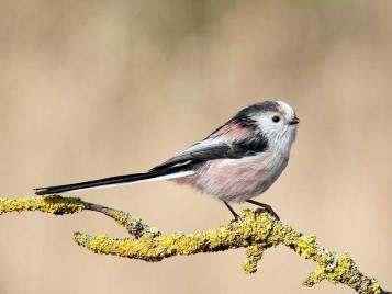 Free Photos  Round and cute long-tailed tit