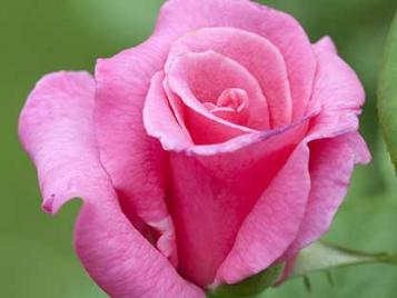 3 in 1 action for roses and flowering plants