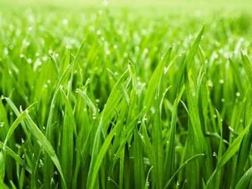 Greener lawn in just 7 days and feeds for 3 months