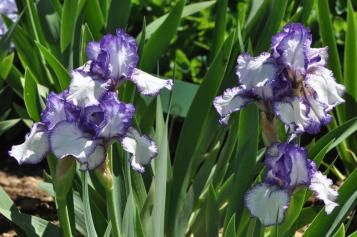 Comment planter les iris