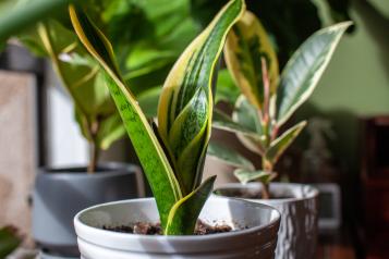 Snake plant | House Plants | David Domoney | Miracle FGro