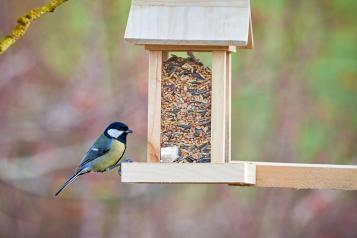 Attirer les oiseaux dans mon jardin