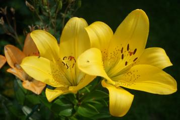 Lilie azjatyckie w ogrodzie
