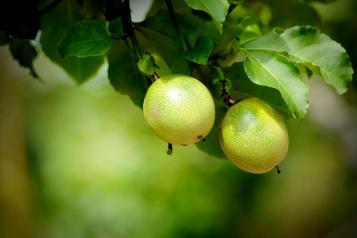 A vine holding two yellowing passionfruit in New Zealand.