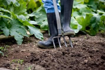 Close-up of gardener digging fork into soil with their boot.