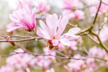 Close-up of flowering pink Magnolia tree