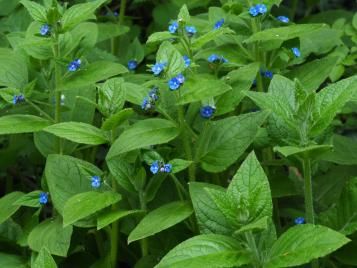 Clump of green alkanet weeds with blue forget-me-not flowers.