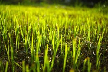 Closeup of new grass seedlings in lawn