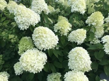 A shrub of large white hydrangea in New Zealand (hydrangea paniculata).