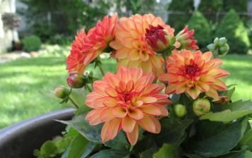 A dahlia plant growing in a pot in a New Zealand garden.