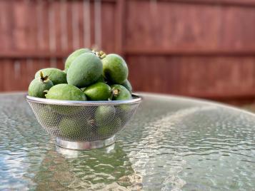 Harvested feijoa fruit in a silver colander.