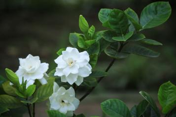 A branch of gardenia flowers blooming in New Zealand