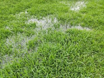 Puddles on waterlogged lawn