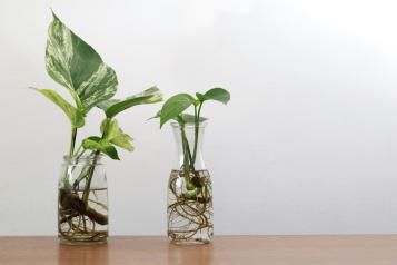 Two Pothos cuttings with roots in jars of water