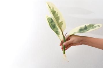 Hand holding rooted cutting of rubber plant.