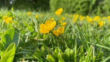 Close-up of creeping buttercup weed growing in lawn