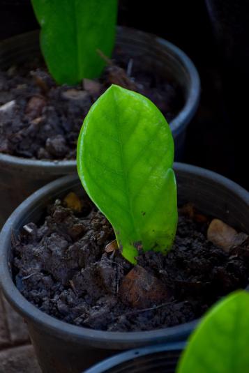 ZZ plant leaf cutting in pot filled with compost