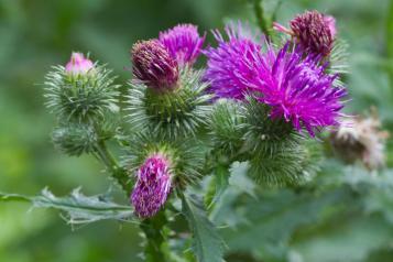 Close-up of purple thistle flowers with prickles and spiny leaves.