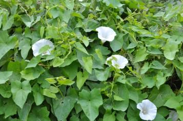 Dense mass of twining bindweed stems with heart-shaped leaves and white flowers.