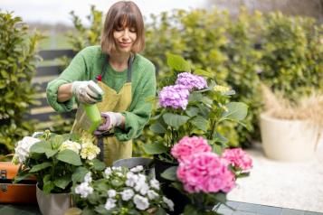 A young woman planting hydrangeas in garden pots.