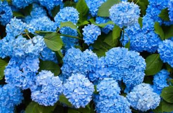 A shrub of large blue hydrangea flowers.