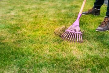 Gardener using spring tine rake to scarify lawn