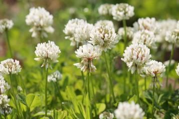Close-up of white clover flowers.