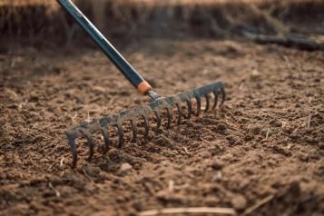Close up of a gardener raking bare soil to level it before sowing seed.
