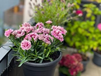 A small bush of pink carnations in pots 