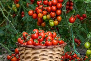 Tomato plants laden with tomatoes, and a basket filled with harvested tomatoes