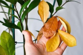 Zamioculcas plant with yellow leaves