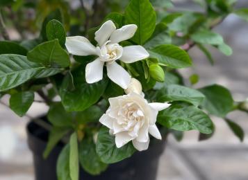 A gardenia jasminoides plant growing in a pot