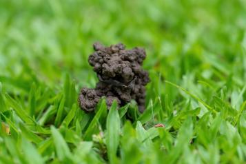 Close-up of worm cast on lawn