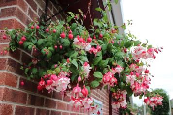 Hanging baskets filled with trailing pink and white fuchsias