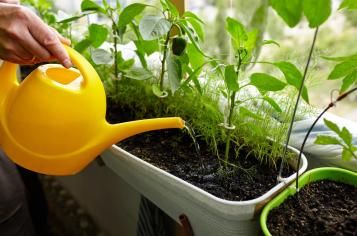 Close-up of gardener’s hand using yellow watering can to water herbs in window box.