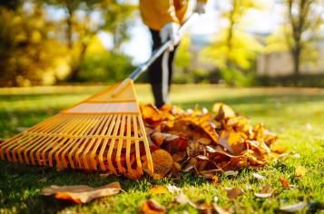 Raking autumn leaves off lawn with plastic leaf rake