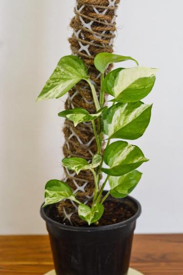 Pothos plant climbing up moss pole in pot