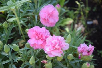 A pink carnation shrub flowering in New Zealand.