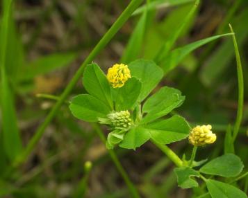 Close-up of round yellow flowers of black medick weed.