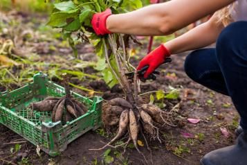 A gardener is pulling dahlia tubers out of the ground and cutting back the dahlia flowers.