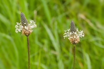 Close-up of cone-shaped ribwort plantain flower heads with small white flowers around the base. 