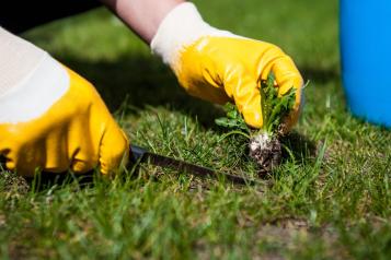 Close-up of gardener’s hands in yellow gloves digging up weed in flowerbed.