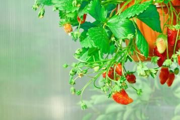 Close-up of strawberry plant trailing from hanging planter