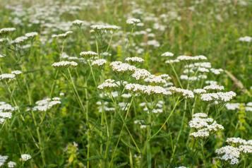 A clump of flat-topped white yarrow flowers on long stems.