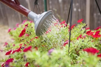 Close-up of a watering can watering a hanging basket filled with red flowers.