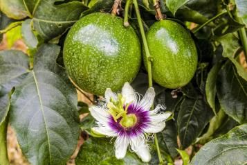 A blooming passionfruit flower surrounded by two passionfruit on the vine.