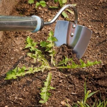 Using a hoe to cut off a dandelion at the roots.